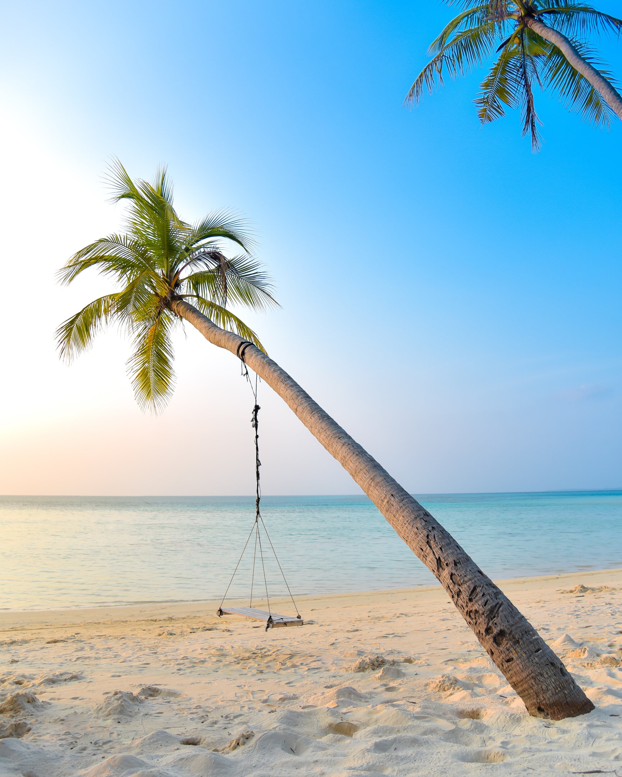 tree leaning on beach